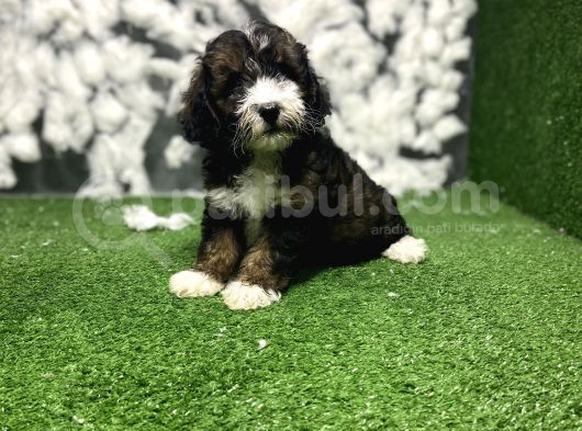 Phantom Malti̇poo Yavrulari
