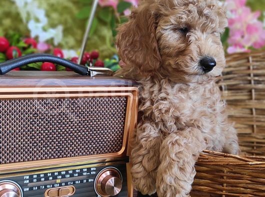 Mi̇nyatür Red Toy Poodle Yavrular görsel