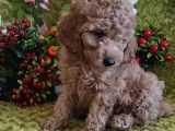 Mi̇nyatür Red Toy Poodle Yavrular