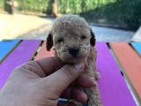 Bir Avuç Toy Poodle
