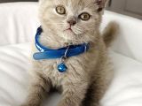 Uyguna Lilac Erkek British Nadir Bulunan Renk Eşsiz Bebeğim