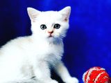 British shorthair ns12 silver