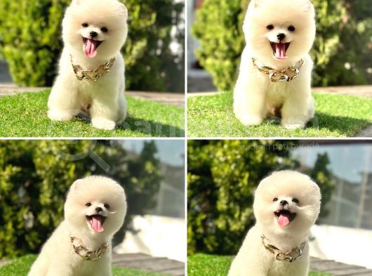 Pro Kan Teddy Face Pomerani̇an Yavrularimiz