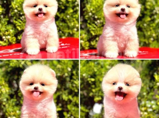 Pro Kan Teddy Face Pomerani̇an Yavrularimiz görsel