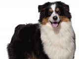 Ausie Avusturalya Çoban Köpeği Yavruları Safkan Secereli