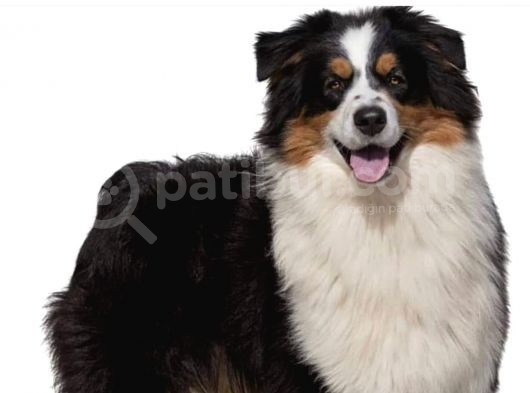 Ausie Avusturalya Çoban Köpeği Yavruları Safkan Secereli görsel