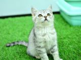 Nefes kesen güzelliğiyle silver ns24 british shorthair