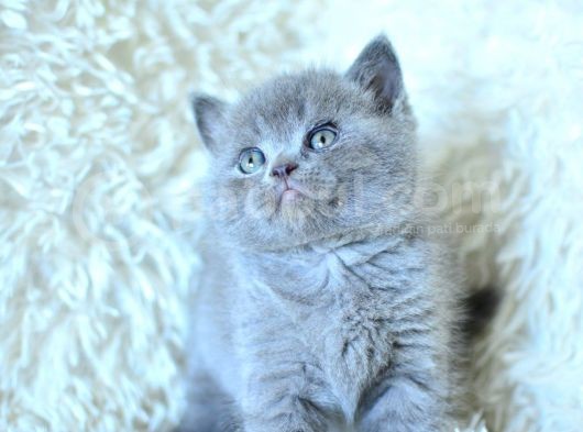 Show Kalite Gri British Shorthair görsel