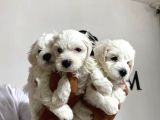 Mükemmel Kalitede Maltese Yavrular