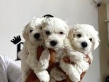 Mükemmel Kalitede Maltese Yavrular