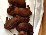 ANNE ALTINDA REZEVELİK TEACUP POODLE YAVRULARIMIZ