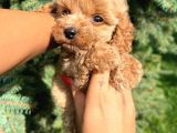 Sağlik Garanti̇li̇ Malti̇poo Yavrumuz