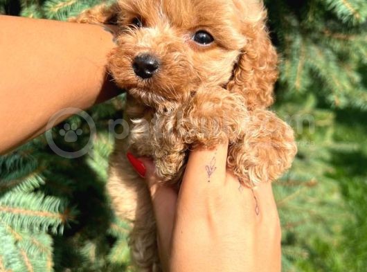 Sağlik Garanti̇li̇ Malti̇poo Yavrumuz görsel