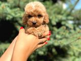 SAĞLIK GARANTİLİ MALTİPOO YAVRUMUZ