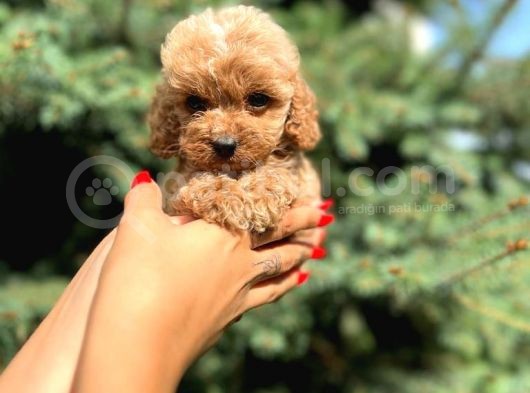 Sağlik Garanti̇li̇ Malti̇poo Yavrumuz