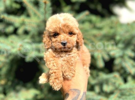 Sağlik Garanti̇li̇ Malti̇poo Yavrumuz görsel