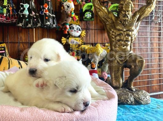 Mükemmel Kalitede Samoyed Bebekler görsel