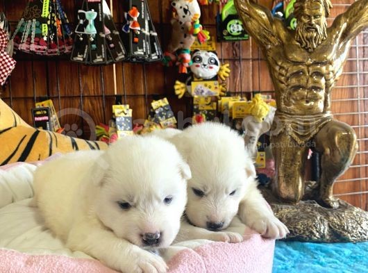 Mükemmel Kalitede Samoyed Bebekler görsel