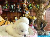 Mükemmel Kalitede Samoyed Bebekler