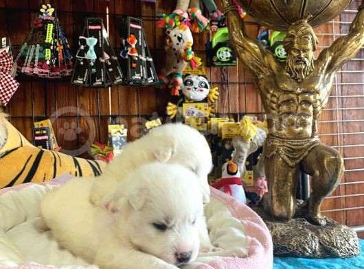 Mükemmel Kalitede Samoyed Bebekler görsel