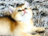 A Kalite Safkan Bri̇ti̇sh Shorthai̇r Golden  Yavrular