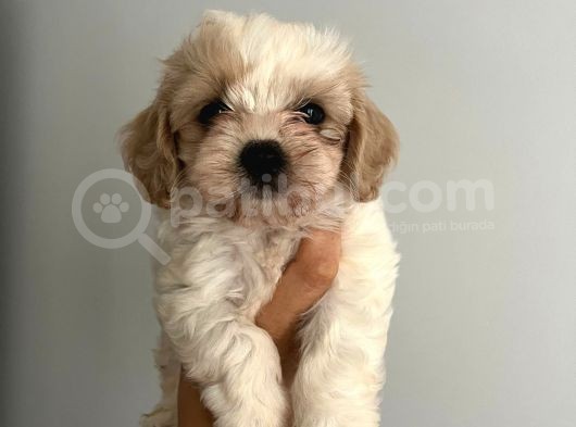 Bebek Suratlı Maltipoo Bebişler görsel
