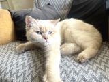 Dişi 15 Aylık Kedi