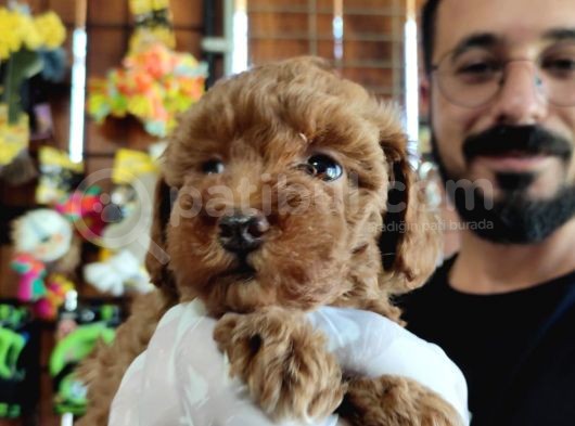 A Scr Muhteşem Toy Poodle  Yavrularimiz