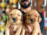 BEBEK YÜZLÜ GOLDEN A KALİTE IRK