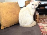 Dişi 15 Aylık Kedi