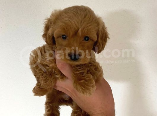2 Aylık Orjinal Maltipoo Yavrular