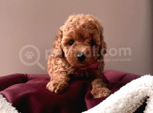 Kore Kan Mi̇ni̇ Boy Toy Poodle Bebekleri̇mi̇z görsel