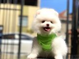 Biblo Gibi Pomeranian Oğlumuz White