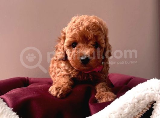 Kore Kan Mi̇ni̇ Boy Toy Poodle Bebekleri̇mi̇z görsel