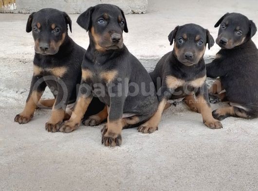 Safkan Doberman Yavrulari