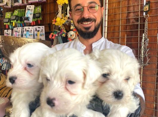 Bembeyaz Maltese Terri̇er 0 Numara