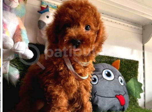 Sevimli Poodle