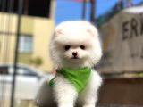 0-3 Aylık Yavru Pomeranian