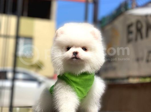 0-3 Aylık Yavru Pomeranian görsel