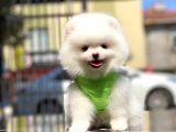 0-3 Aylık Yavru Pomeranian