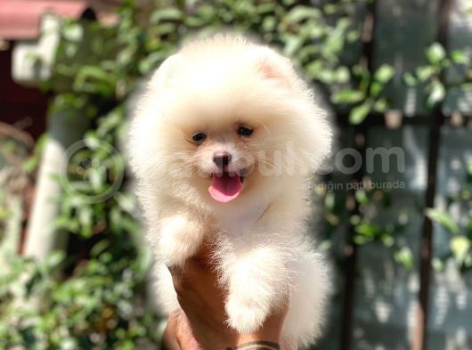 Sempatik Pomeranian Yavrular