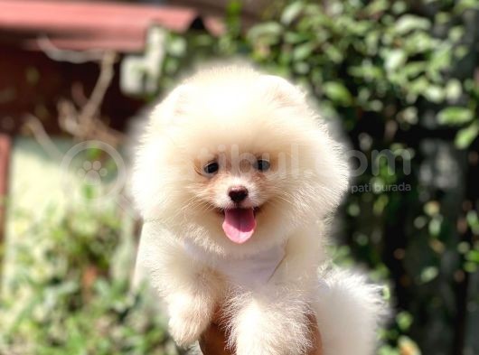 Sempatik Pomeranian Yavrular görsel