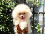 Sempatik Pomeranian Yavrular