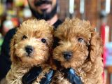 A Scr Muhteşem Toy Poodle  Yavrularimiz