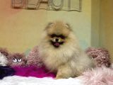 Teddy Face Show Class Yavrumuz