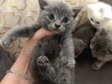 Britishlonghair Yavrular