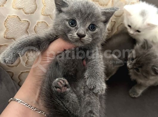 Britishlonghair Yavrular görsel