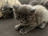Britishlonghair Yavrular