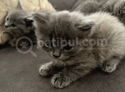 Britishlonghair Yavrular görsel