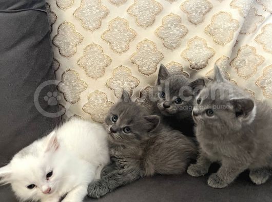 Britishlonghair Yavrular görsel